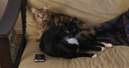 cats.jpg