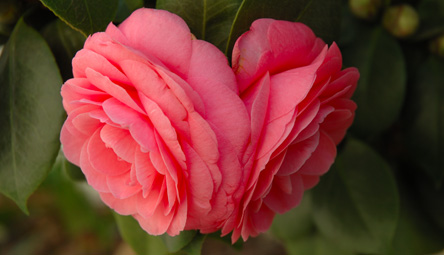 flower1.jpg