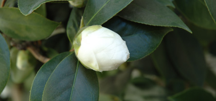 flower3.jpg
