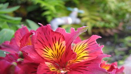 flora3.jpg
