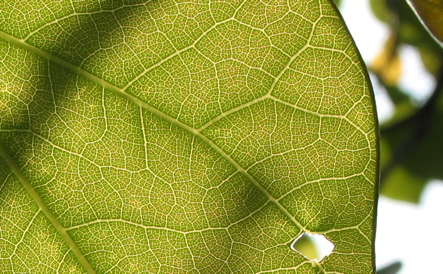 leaf1.jpg