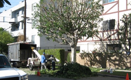 trees.jpg